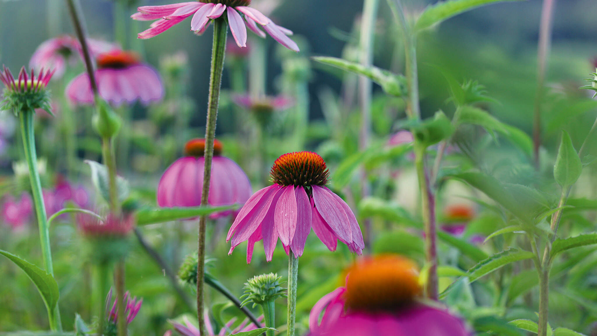 La equinácea púrpura (Echinacea purpurea), un miembro de la familia del girasol, estimula el sistema inmunológico. La equinácea púrpura (Echinacea purpurea), un miembro de la familia del girasol, estimula el sistema inmunológico.