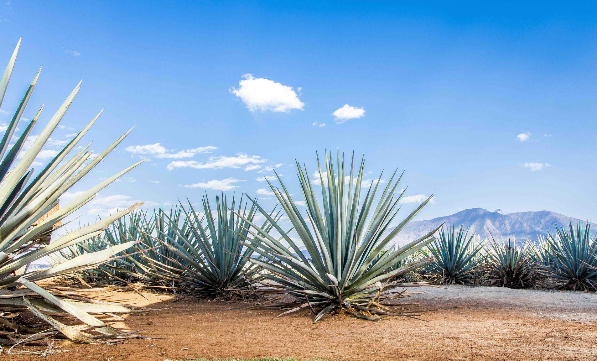 24 de julio, Día Nacional del Tequila en los Estados Unidos